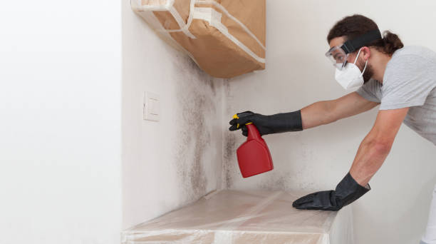Professional Basement Mold Removal technician working in Central Lake, MI