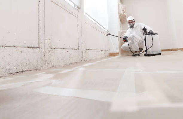 24/7 Emergency Basement Mold Removal experts in Central Lake, MI