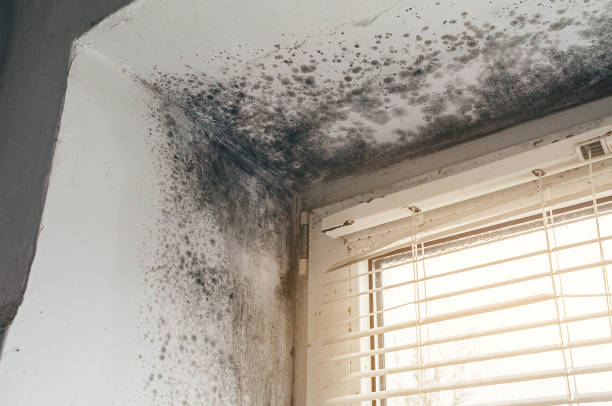 Affordable Basement Mold Removal solutions in Central Lake, MI