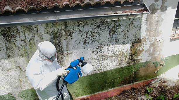 Top rated local Basement Mold Removal specialists in Central Lake, MI